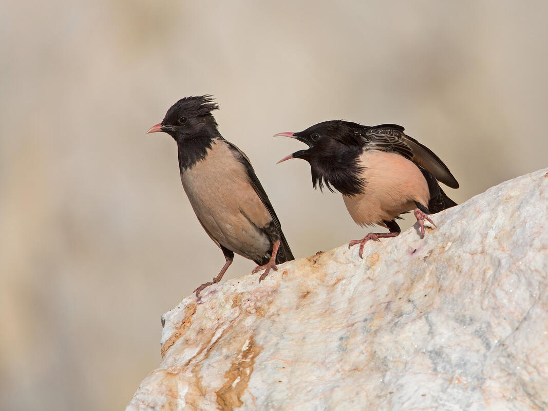 Rose-coloured Starling / Sturnus roseus/