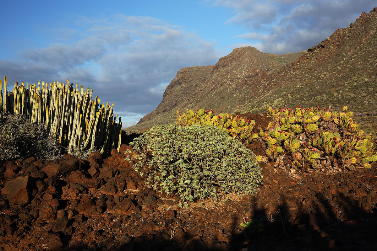 Tenerife,