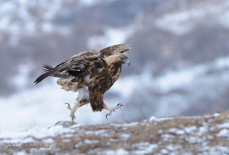 Malcolm Schuyl,  Golden eagle