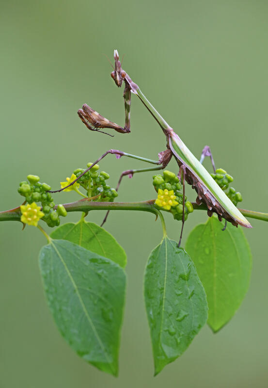 Empusa fasciata