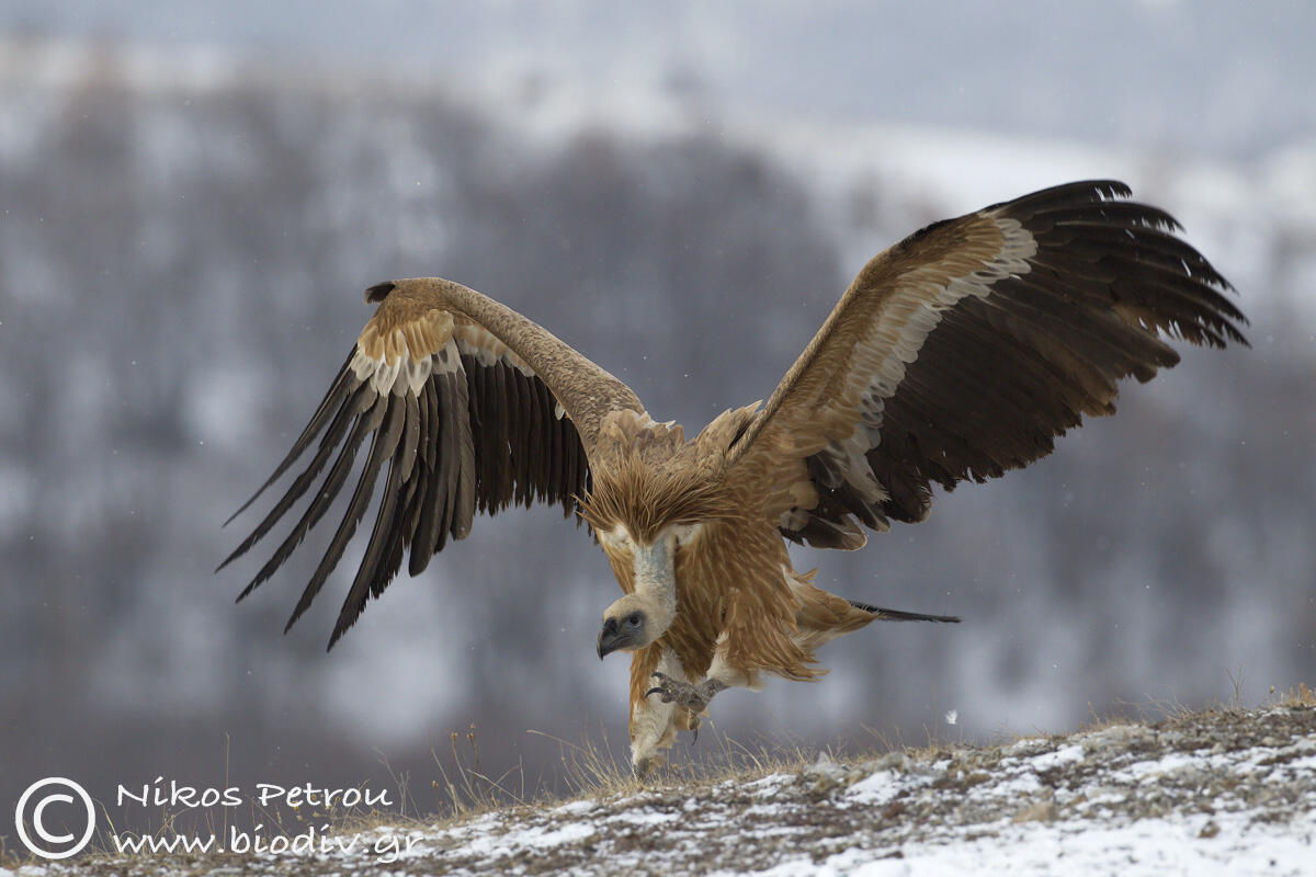 Nikos Petrou, Griffon Vulture/Gyps fulvus/