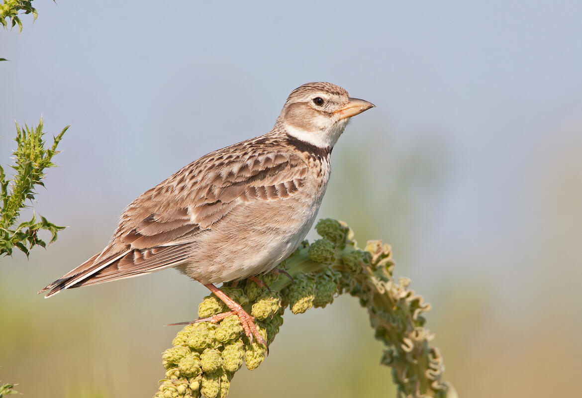 Calandra Lark /Melanocorypha calandra/