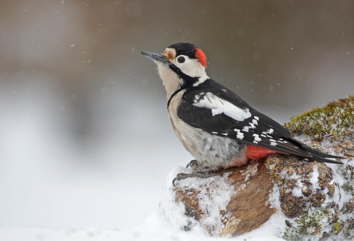 Syrian Woodpecker