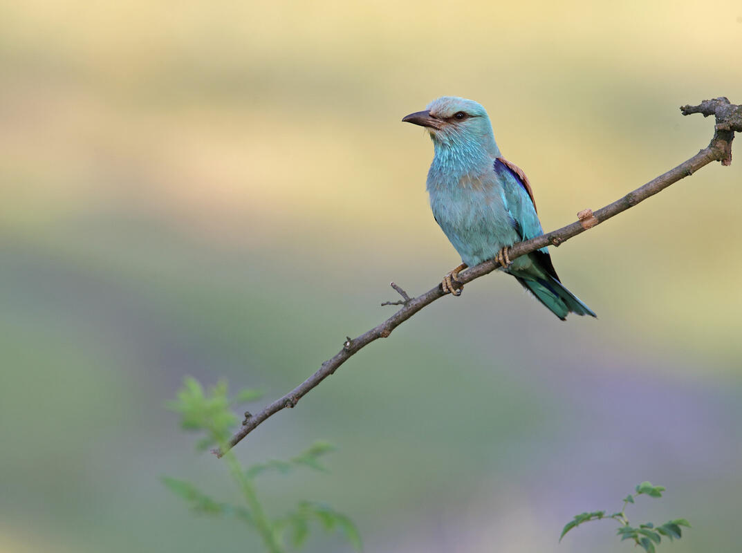 Roller /Coracias garrulus/