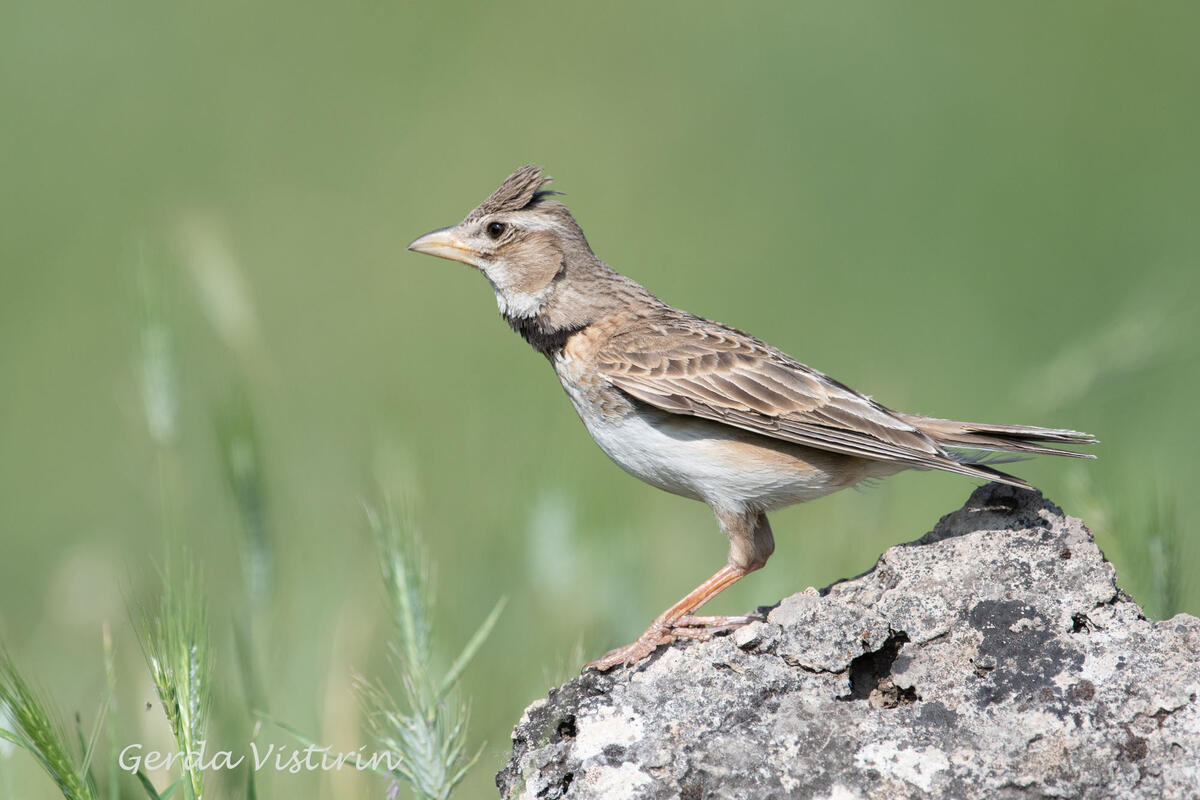 Gerda Vistorin,  Calandra Lark /Melanocorypha calandra/