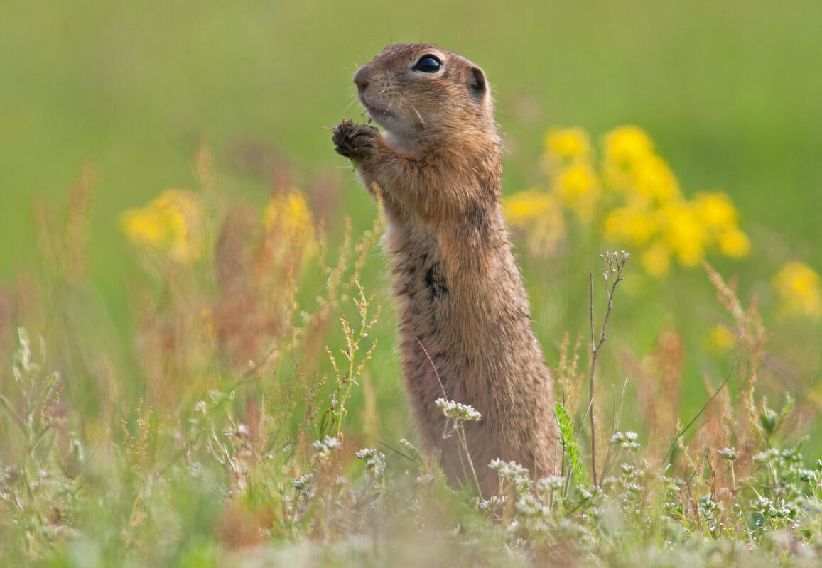 European Souslik /Spermophilus citellus/