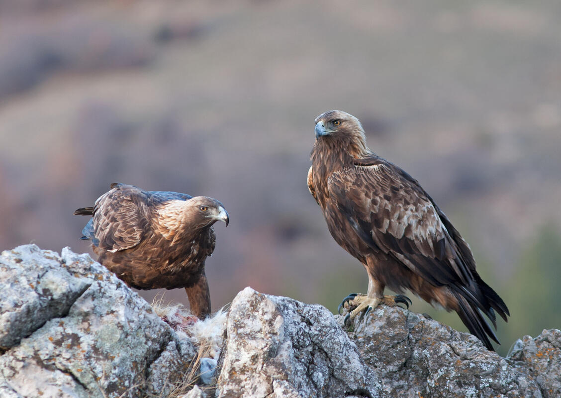 Golden Eagle, female is on the left side