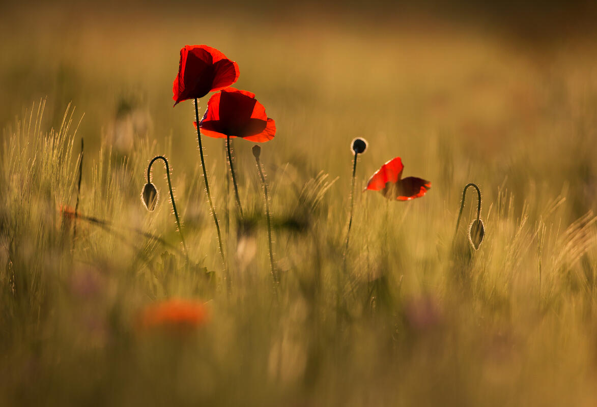 Poppy