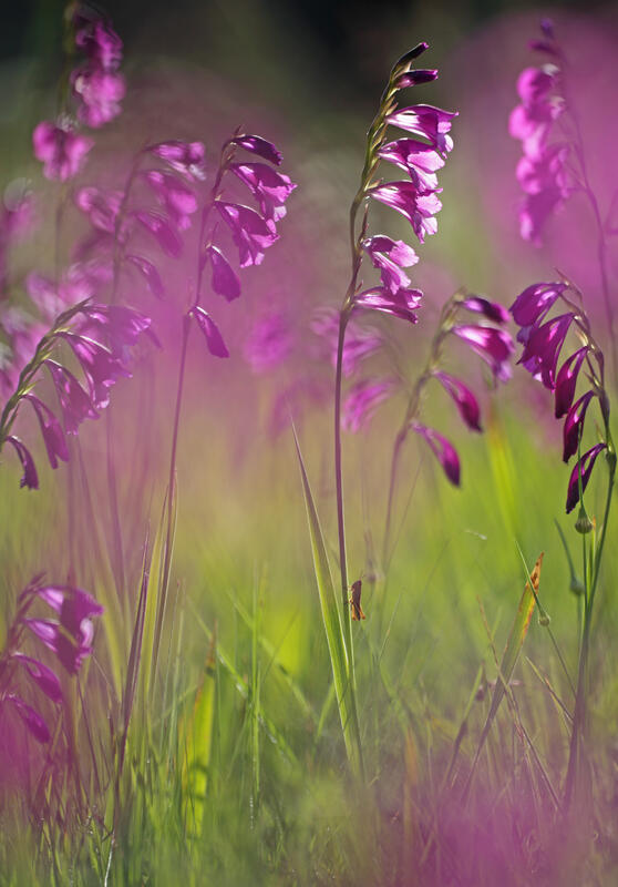 Gladiolus palustris