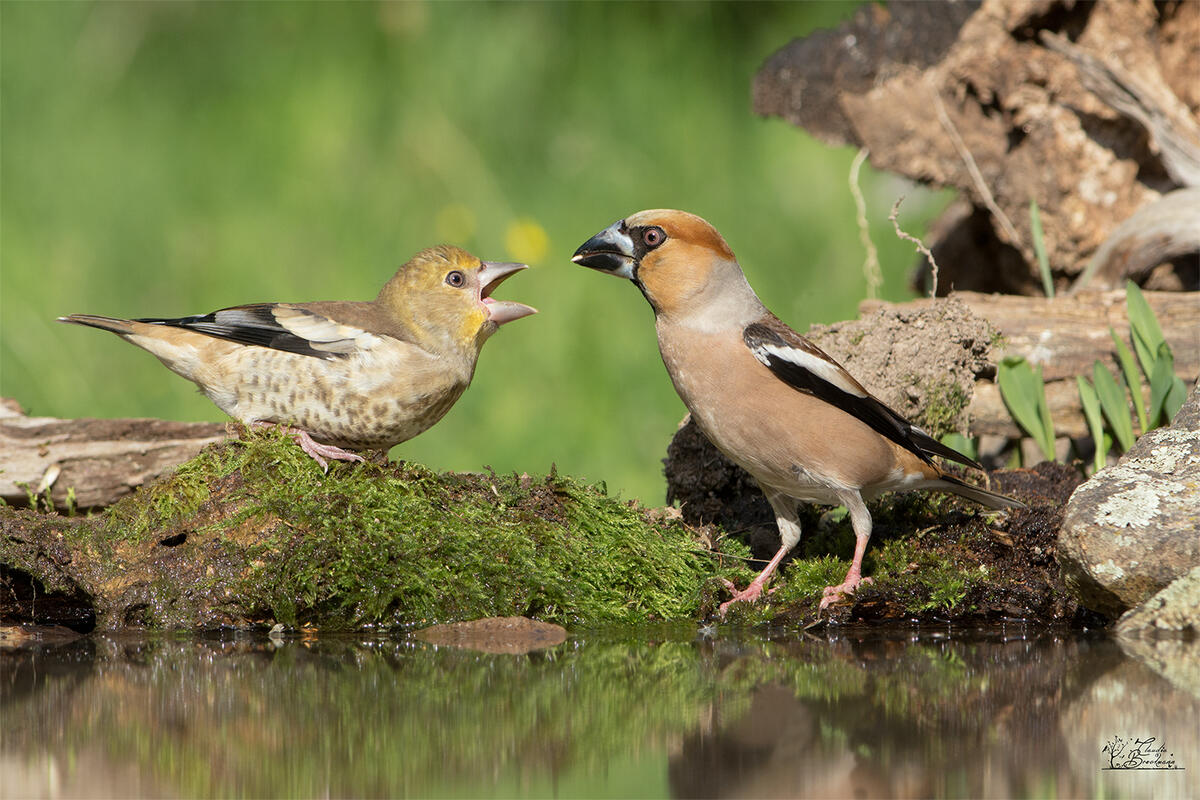 Claudia Brockman, Hawfinch /Coccothraustes coccothraustes/n