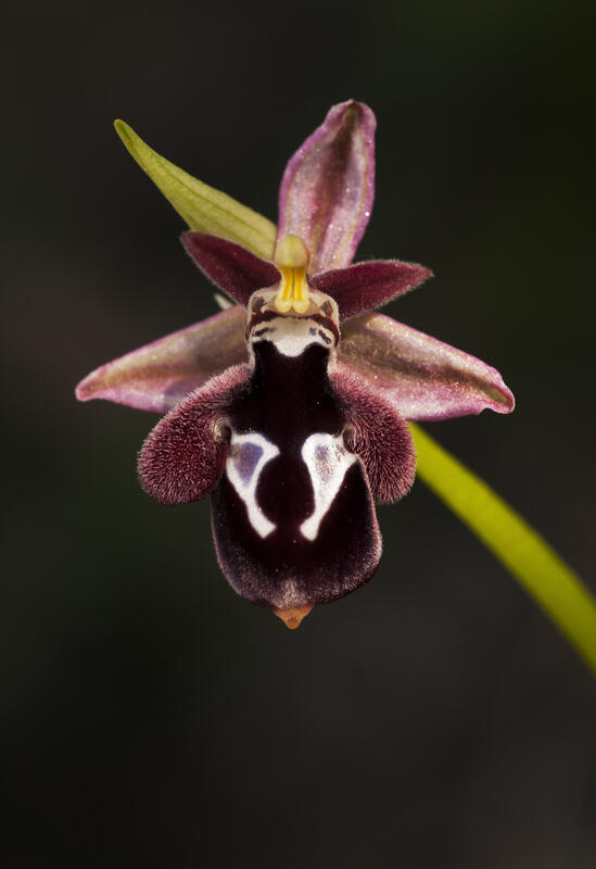 Reinhold's Bee Orchid /Ophrys reincholdii Spurner ex Fleishm./