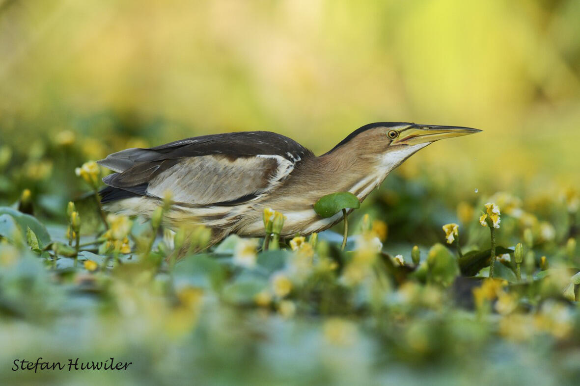 Stefan Huwiler, Little bittern