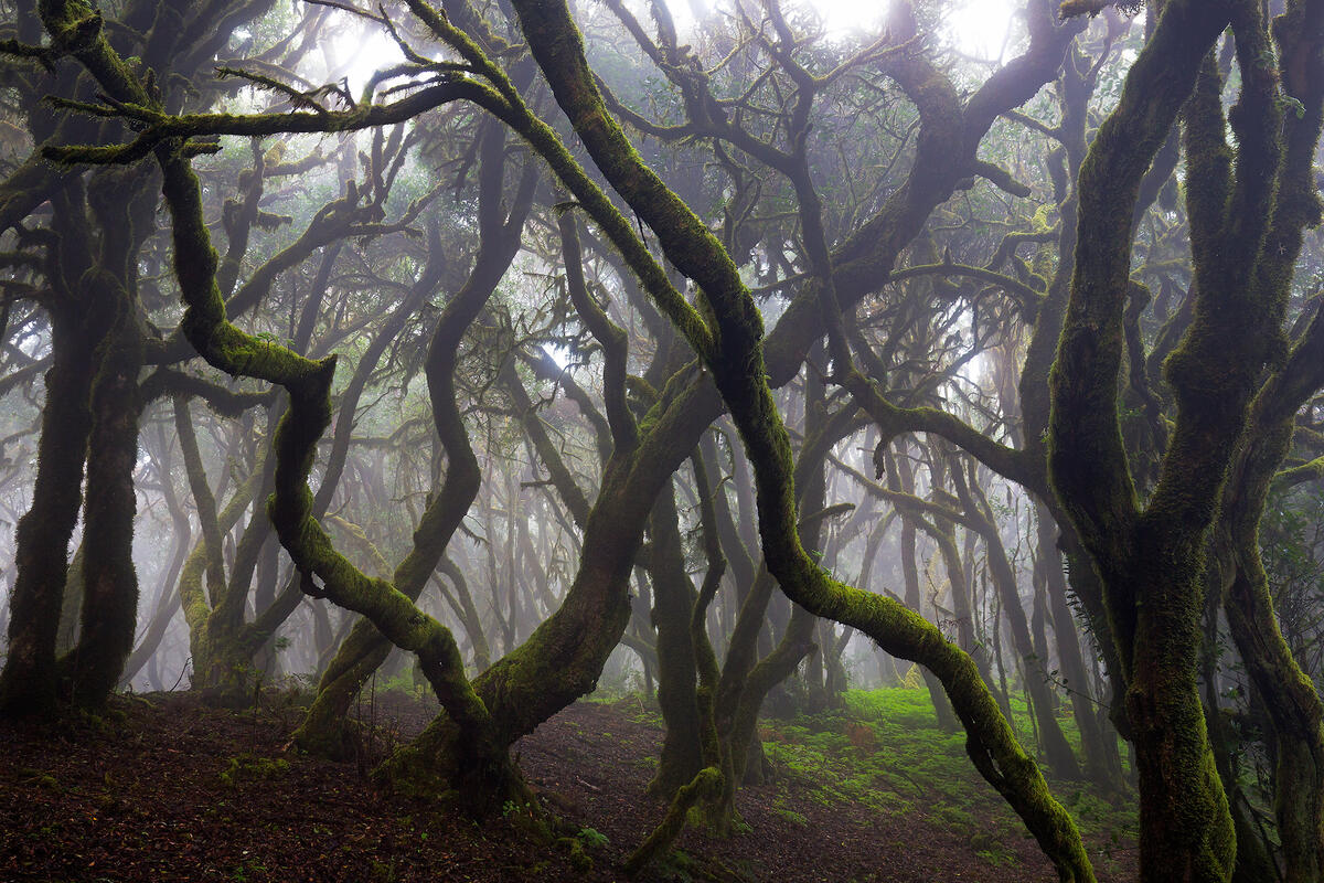 Gomera