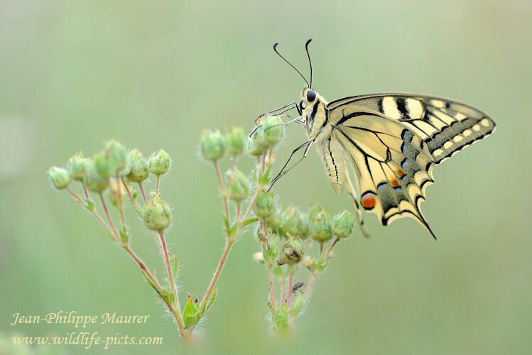 Jean-Philippe Maurer , Papilio machaon