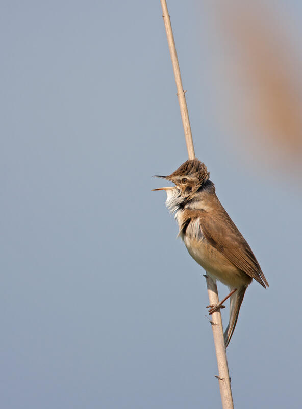 Paddyfield Warbler /Acrocephalus agricola/