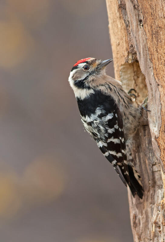 Lesser spotted woodpecker /Dryobates minor/