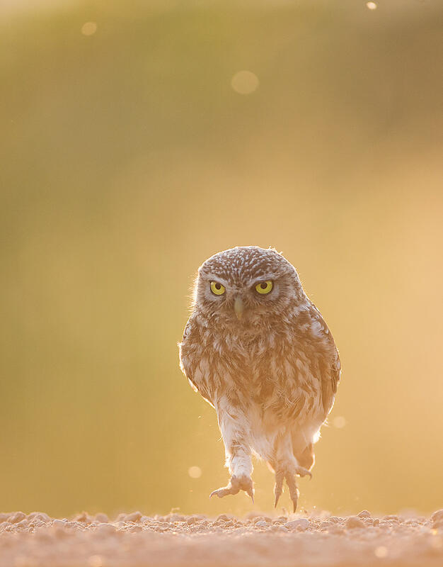 Little owl