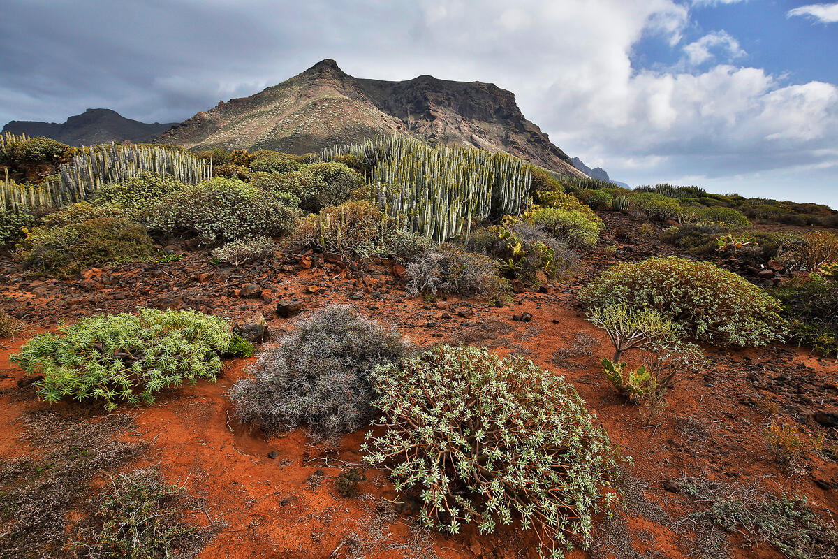 Tenerife, Teno