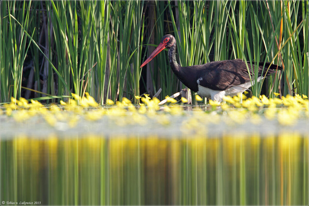 Tobias v. Lukowicz, Black stork