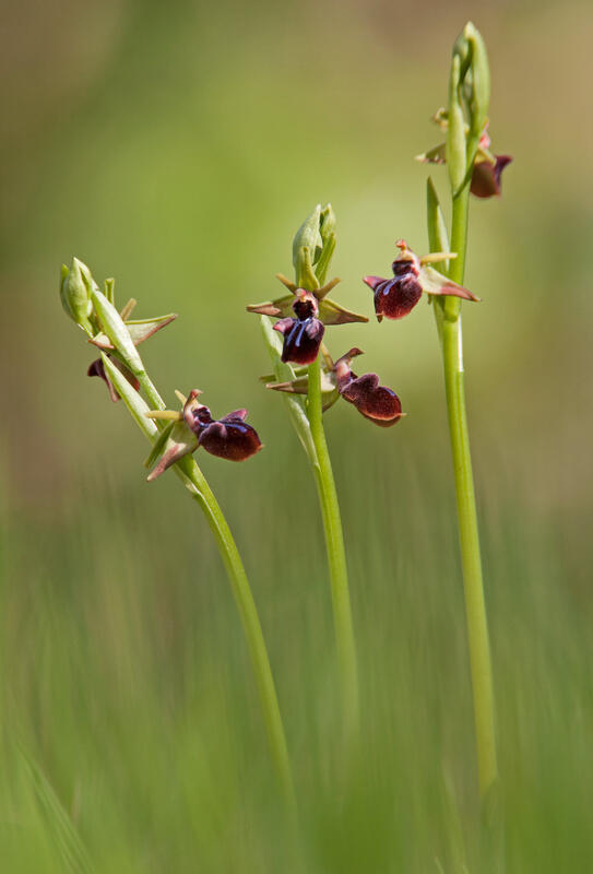 Early Spider Orchid /Ophrys mammosa Desf./