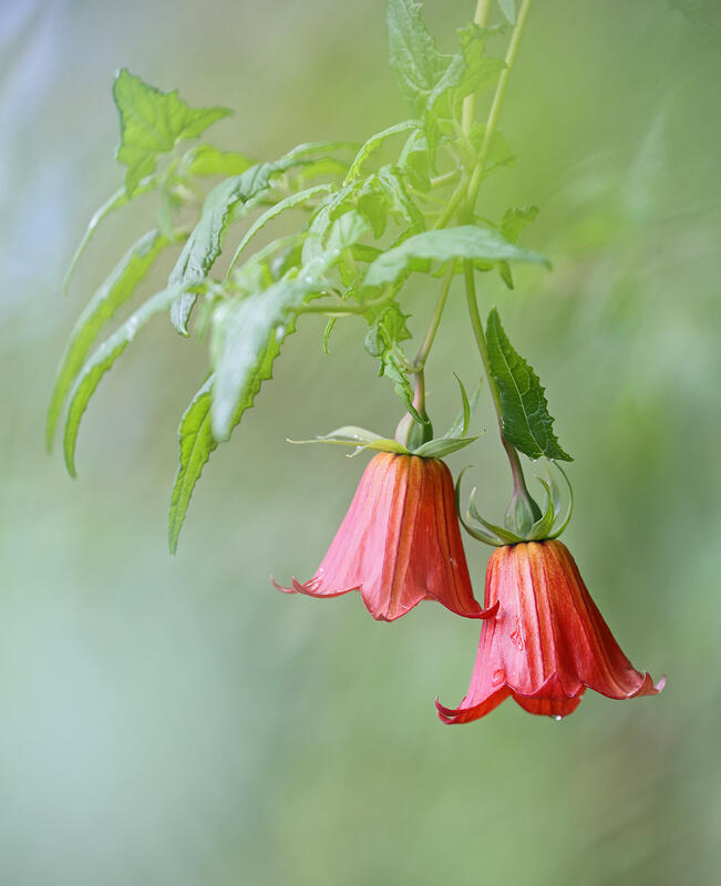 Canarina Canariensis, Tenerife