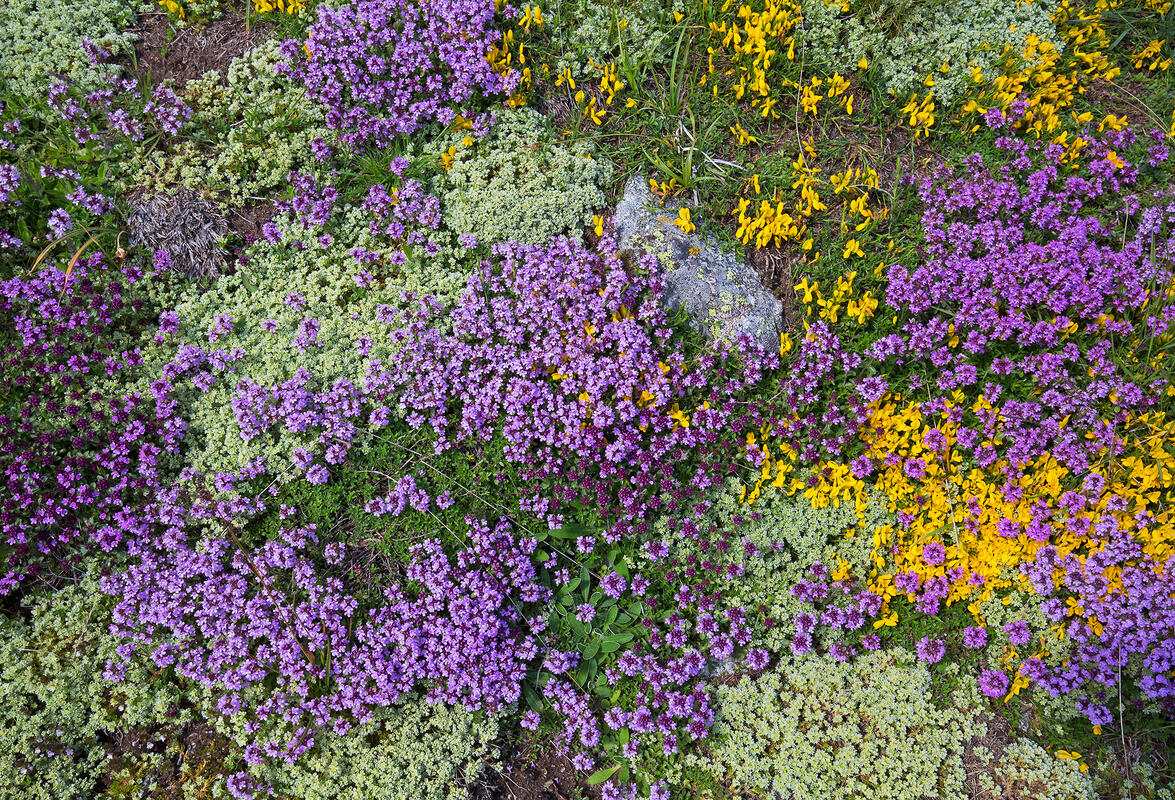 Rila's carpet
