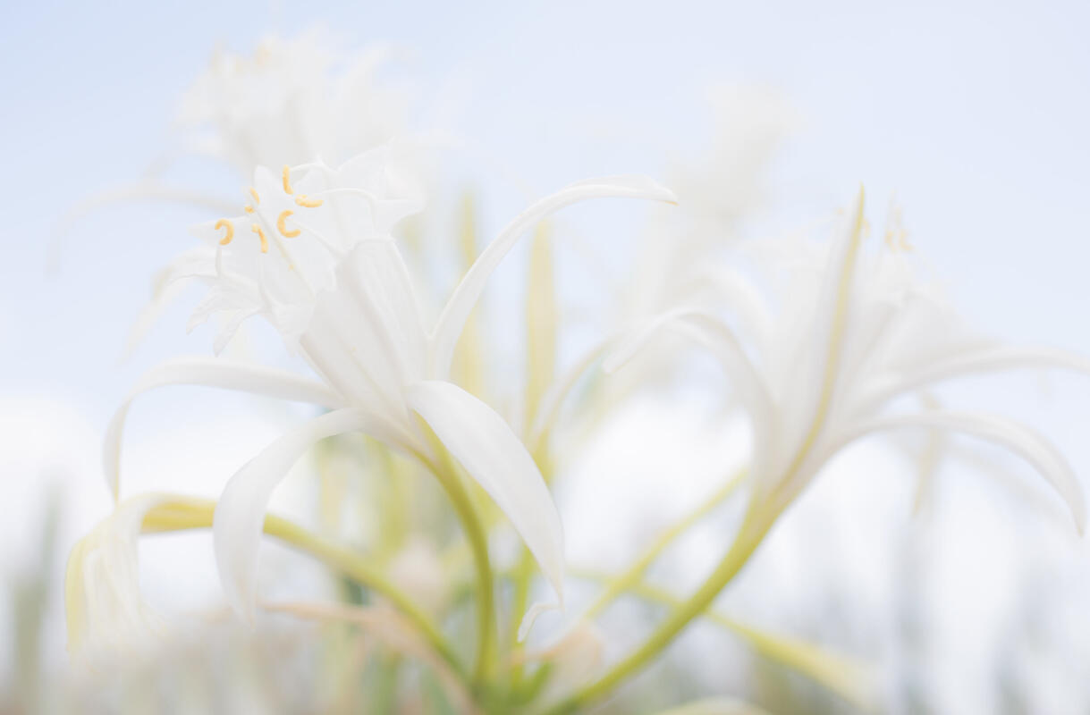 sea daffodil  /Pancratium maritimum/