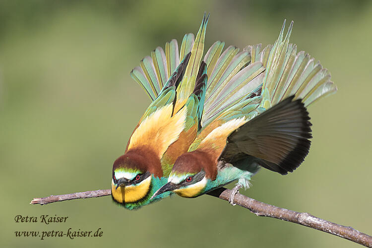 Petra Kaiser, Bee-eaters