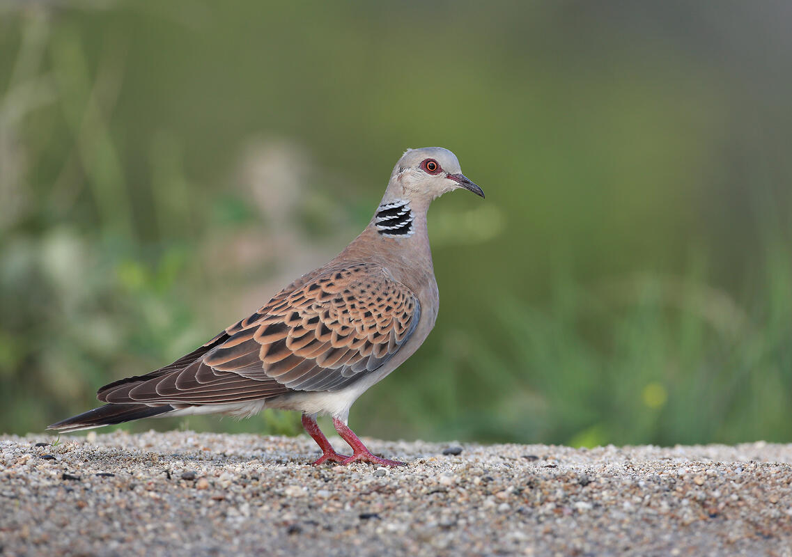 Turtle Dove /Streptopelia turtur/