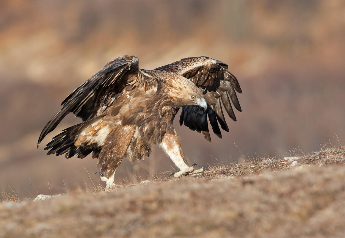 Golden Eagle