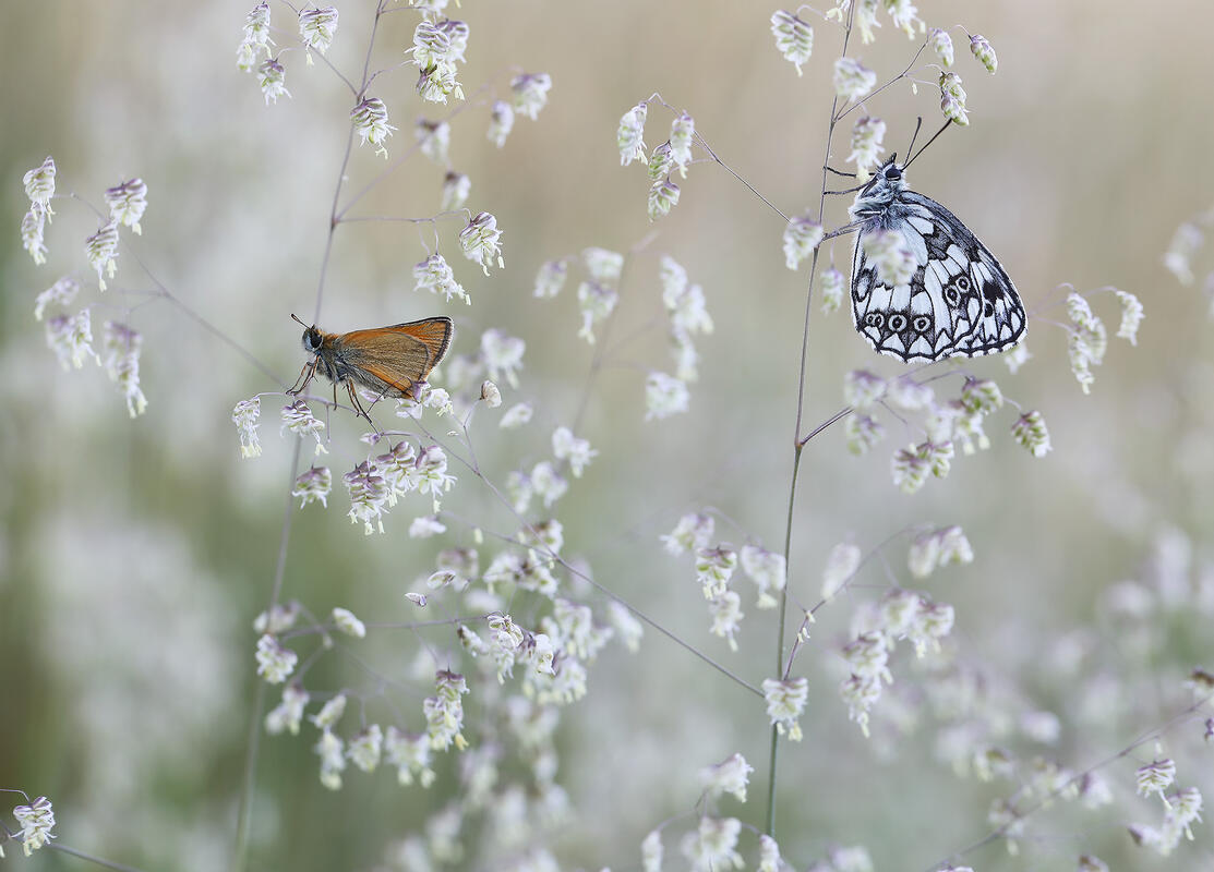 marbled and skipper