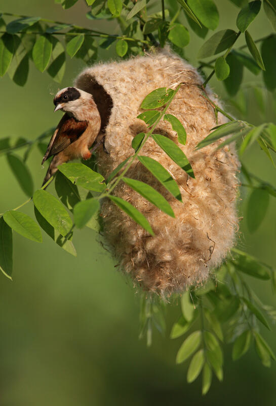 Penduline tit /Remiz pendulinus/