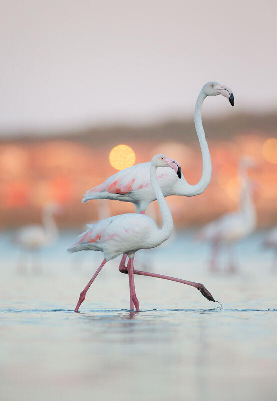 great flamingo