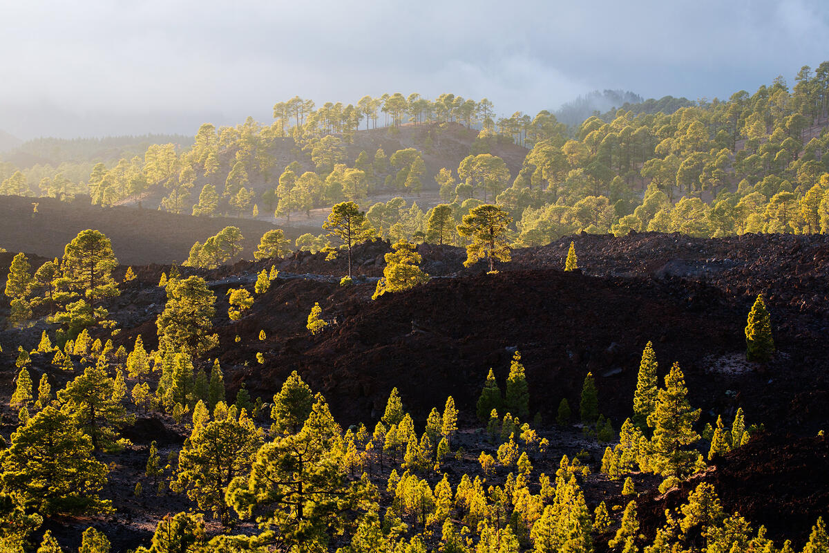 Tenerife