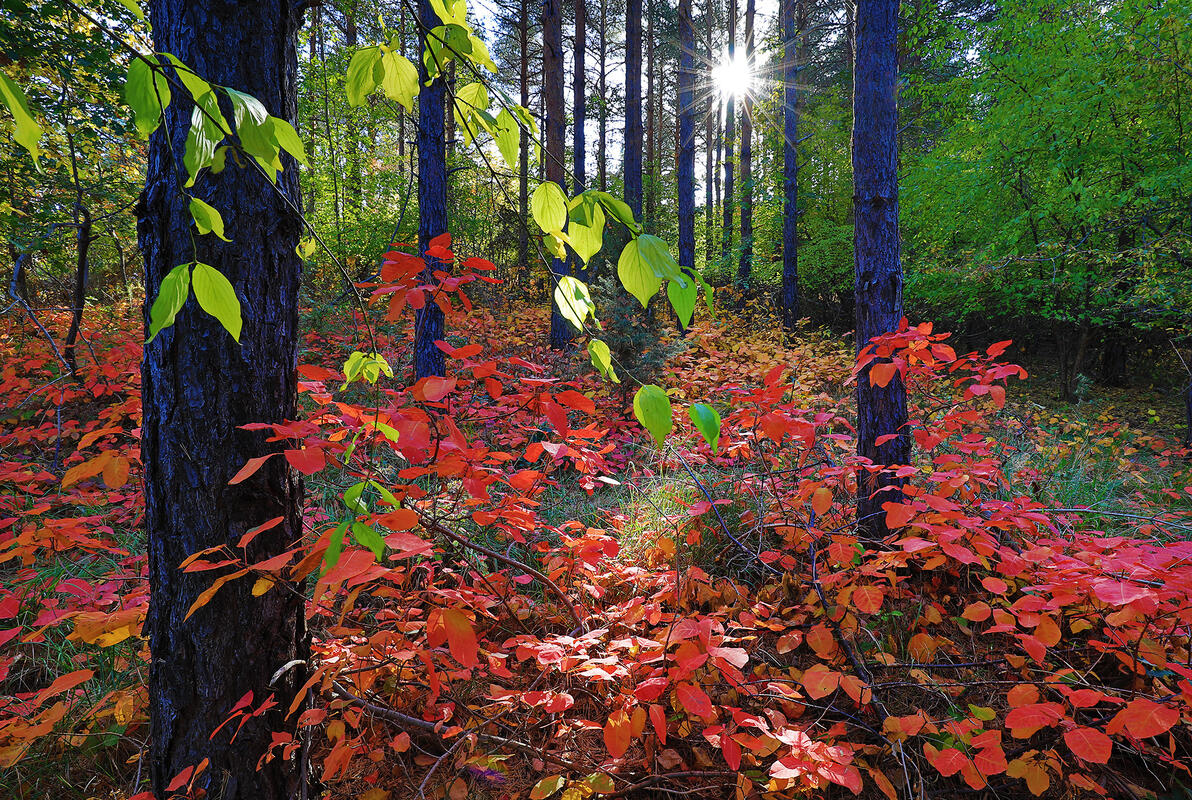 Bulgaria in autumn colors 