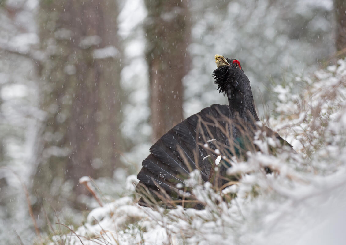 Capercaillie /Tetrao urogallus/