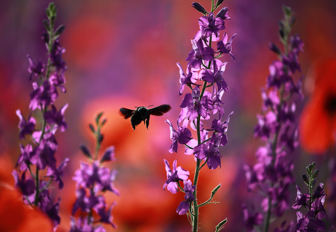Bee Carpenter /Xylocopa Valga/