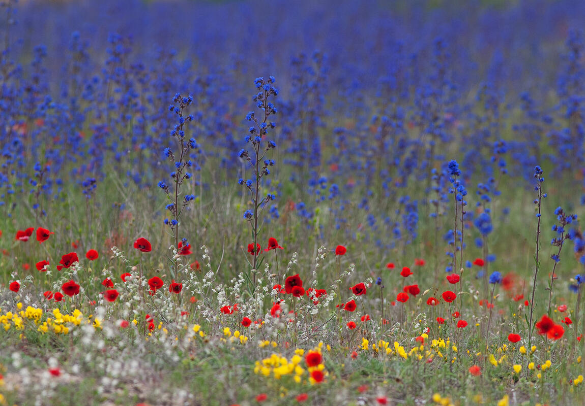 April's carpet