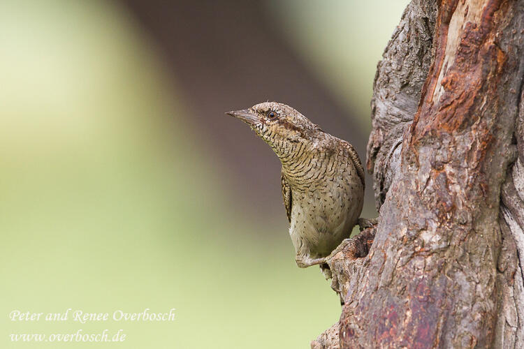 Renee Overbosch, Wryneck /Jynx torquilla/