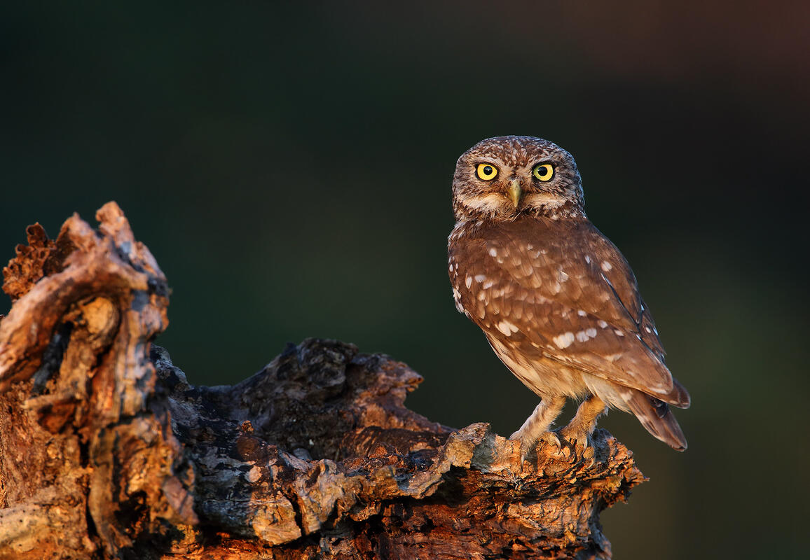 Little owl /Athene noctua/
