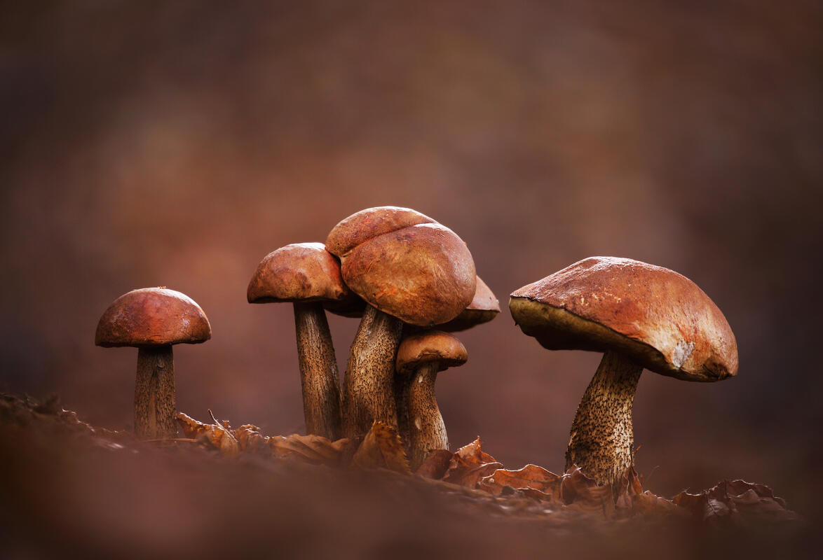 Bulgaria in autumn colors – landscape photography