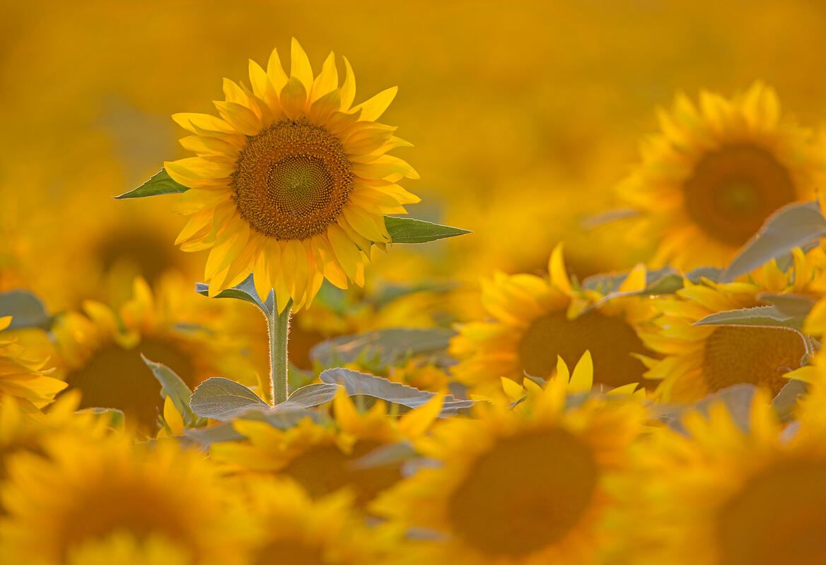 sunflowers 