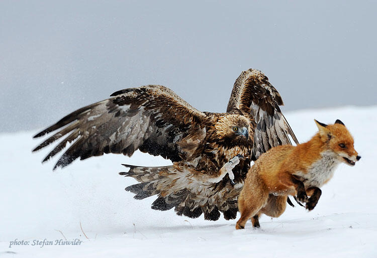 Stefan Huwiler, Golden eagle and Red Fox