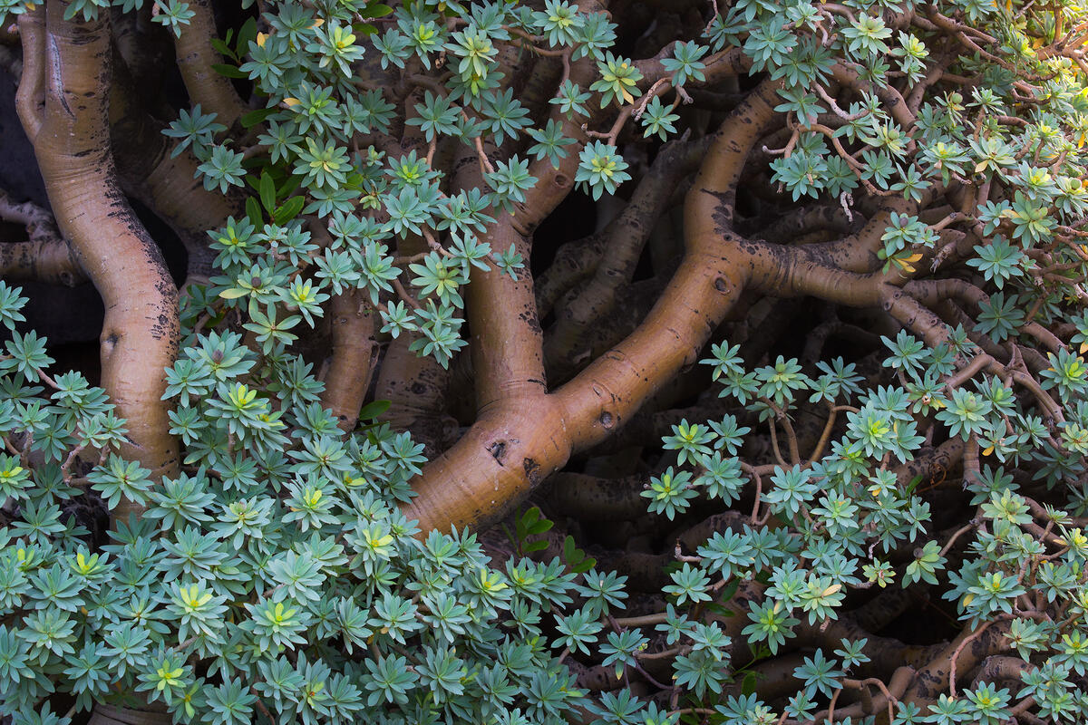 La Palma, Euphorbia balsamifera 