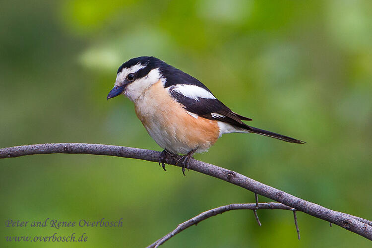 Renee Overbosch, Masked Shrike 