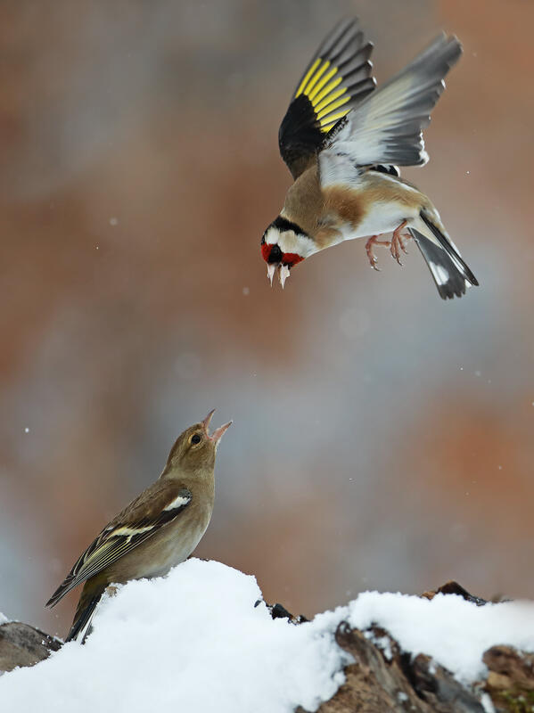 Goldfinch & Chaffinch 