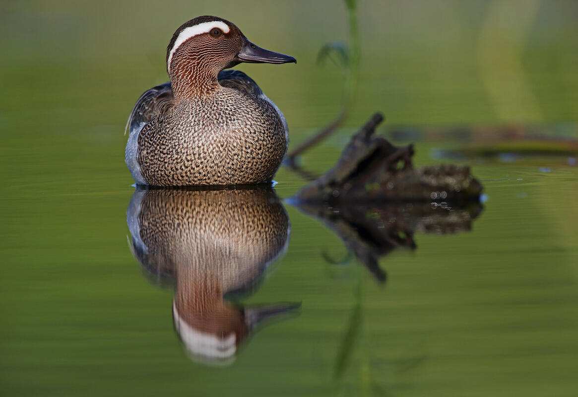 Garganey /Anas querquedula/