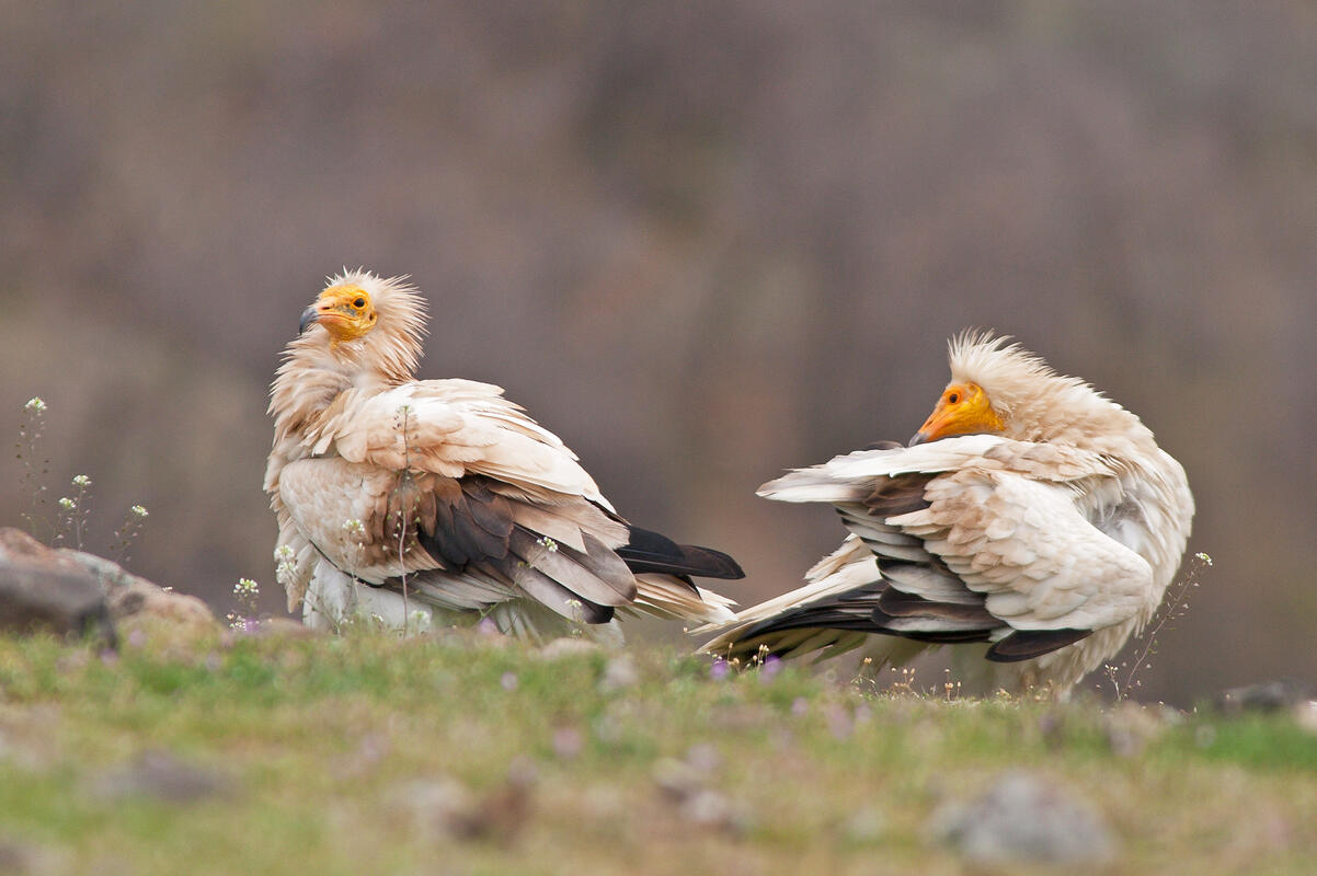 Egyptian Vulture /Neophron percnopterus/