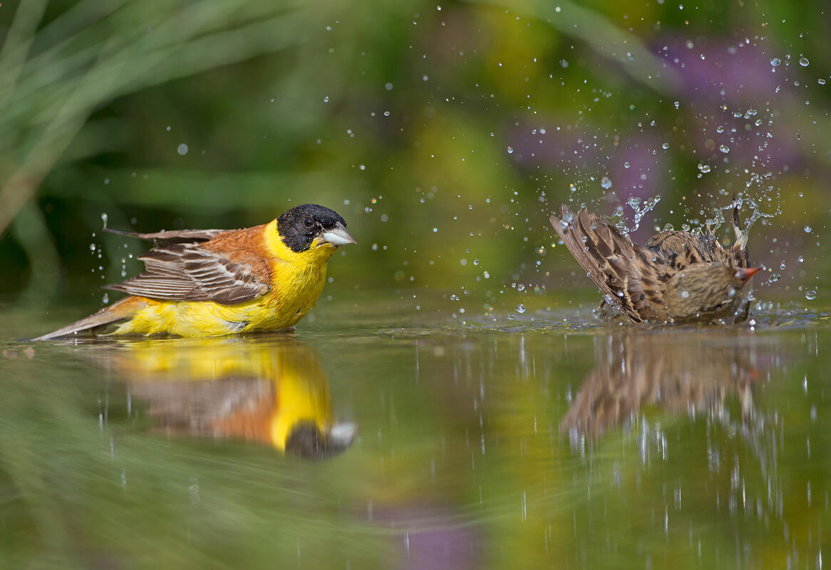Black headed and Ortolan buntings