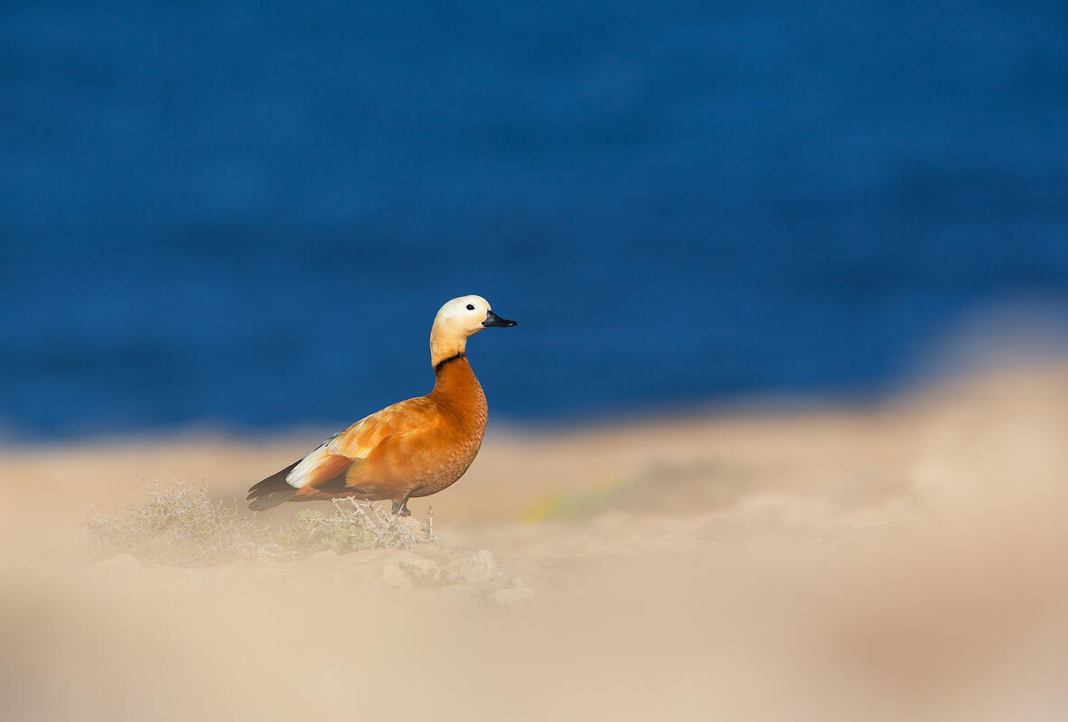Furteventura, Ruddy shelduck 